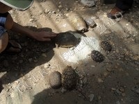 tortues3.JPG