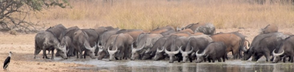 Troupeau de buffles, Mare Bali, Parc National de la Pendjari, Nord, Bénin|