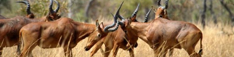 Bubales, Parc National de la Pendjari, Nord Bénin|