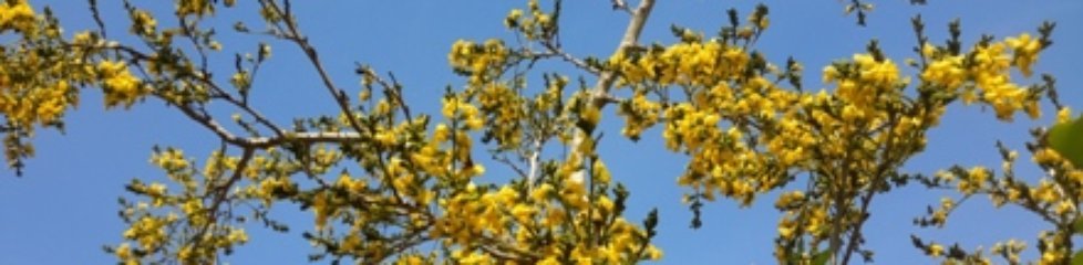 Pterocarpus erinaceus en fleur, Sud Bénin|