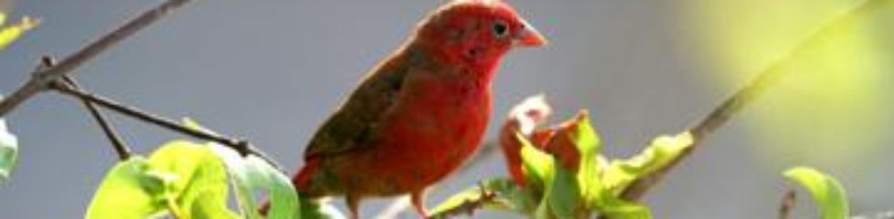 Red-billed Firefinch|