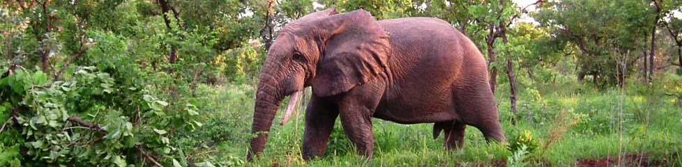 Éléphant (Loxodonta africana), Parc National de la Pendjari, Nord Bénin|