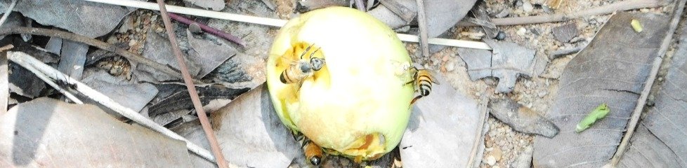 Abeilles (Apis mellifera mellifera), sur les fruits du Karité, Nord Bénin |