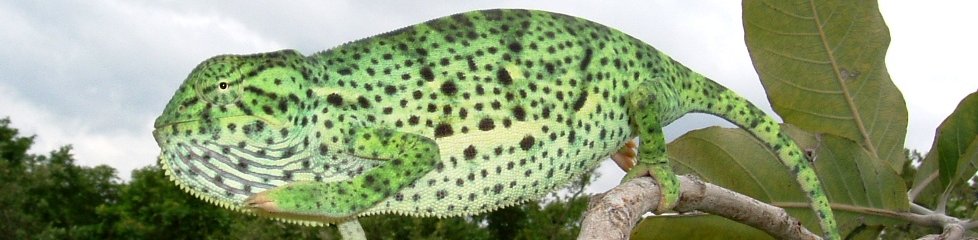 Caméléon, Nord Bénin|