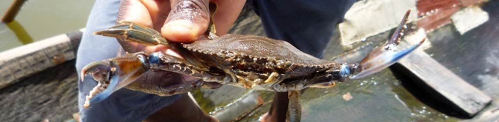 Crabe d'eau douce, Bénin|