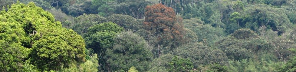 Forêt de la Lama, Sud Bénin|