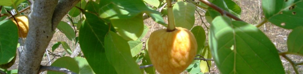 Fruits de Anona senegalensis, Bénin|