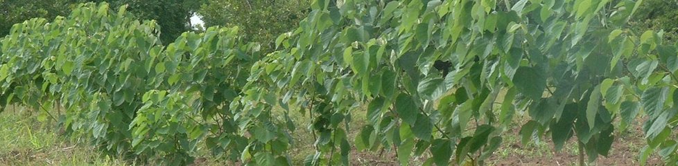 Jeune plantation de Gmelina arborea, Bénin|