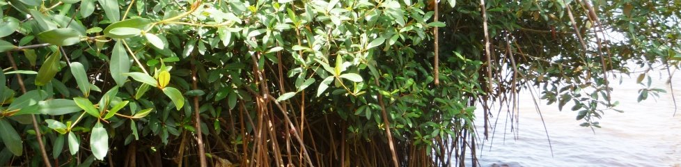 Formation de palétuviers, mangrove, Sud Bénin|