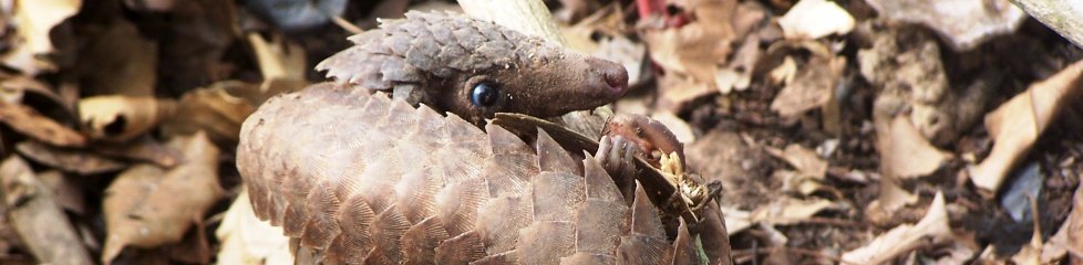 Pangolin, Forêt classée de la Lama, Sud Bénin|