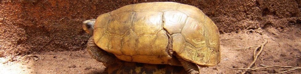 Tortue terrestre, Bénin|