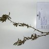 Acacia hockii, De Wild.