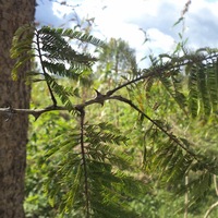 Espèces de plantes menacées, utiles et envahissantes du Burundi