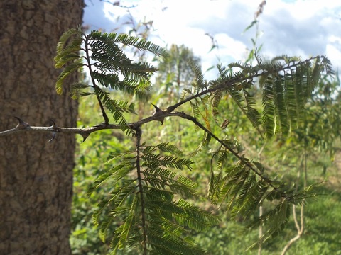 Acacia polyacantha, Hochst ex. A.Rich