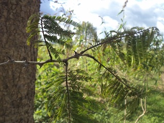 Acacia polyacantha, Hochst ex. A.Rich