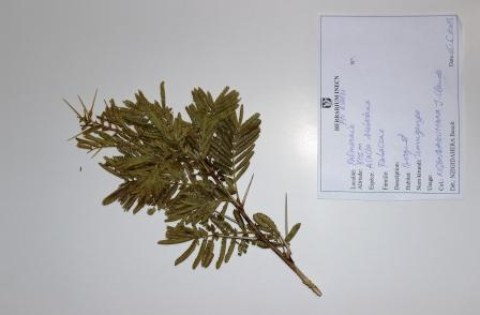 Acacia sieberiana, DC.