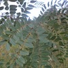 Albizia adithifolia umusaramvuzo.JPG