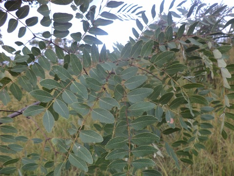 Albizia adithifolia umusaramvuzo.JPG