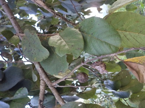 Annona senegalensis