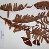 Brachystegia longifolia, Benth