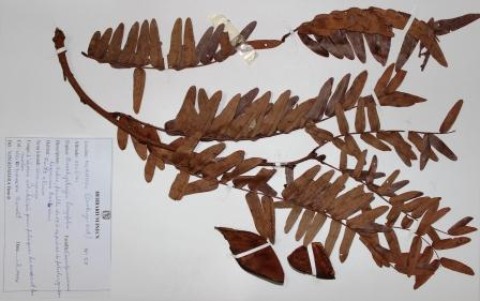Brachystegia longifolia, Benth