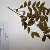 Clausena anisata, (Willd.) Hook.f. ex Benth.