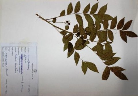 Clausena anisata, (Willd.) Hook.f. ex Benth.
