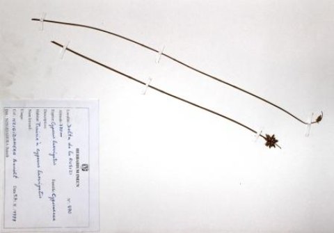 Cyperus laevigatus, L.