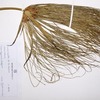 Cyperus papyrus, L.