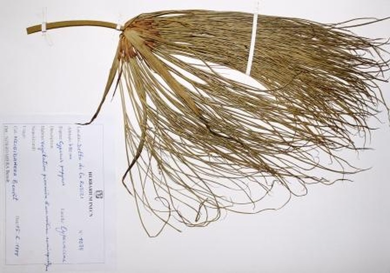 Cyperus papyrus, L.