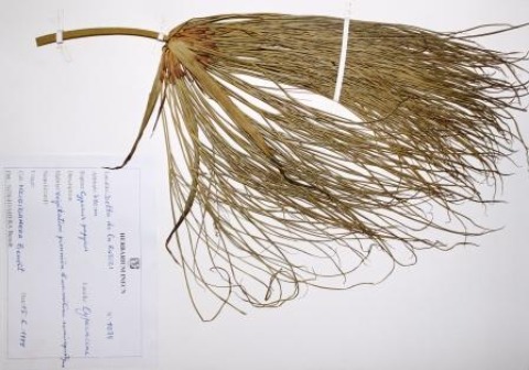 Cyperus papyrus, L.