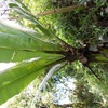 Ensete ventricosum, (Welw.) Cheesman