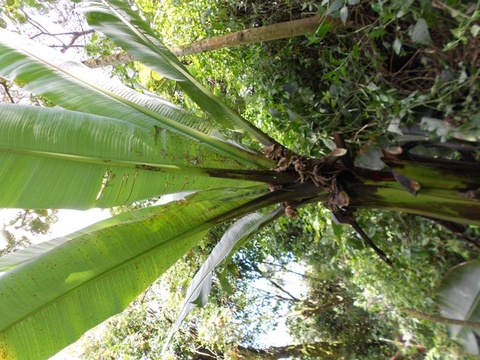 Ensete ventricosum, (Welw.) Cheesman