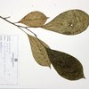 Entandrophragma excelsum, (Dawe & Sprague)