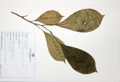 Entandrophragma excelsum, (Dawe & Sprague)