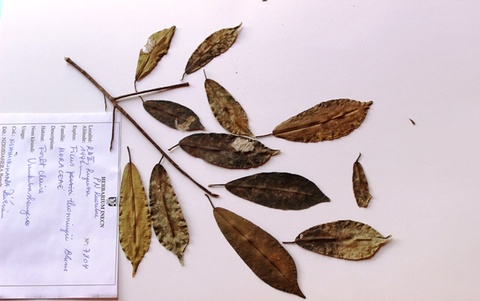 Ficus thonningii, Blume