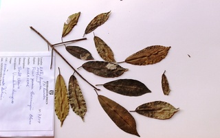 Ficus thonningii, Blume
