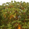 Hagenia abyssinica, (Bruce) J.F. Gmel.