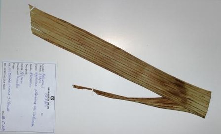 Hyphaene petersiana, Klotzsch ex Mart.