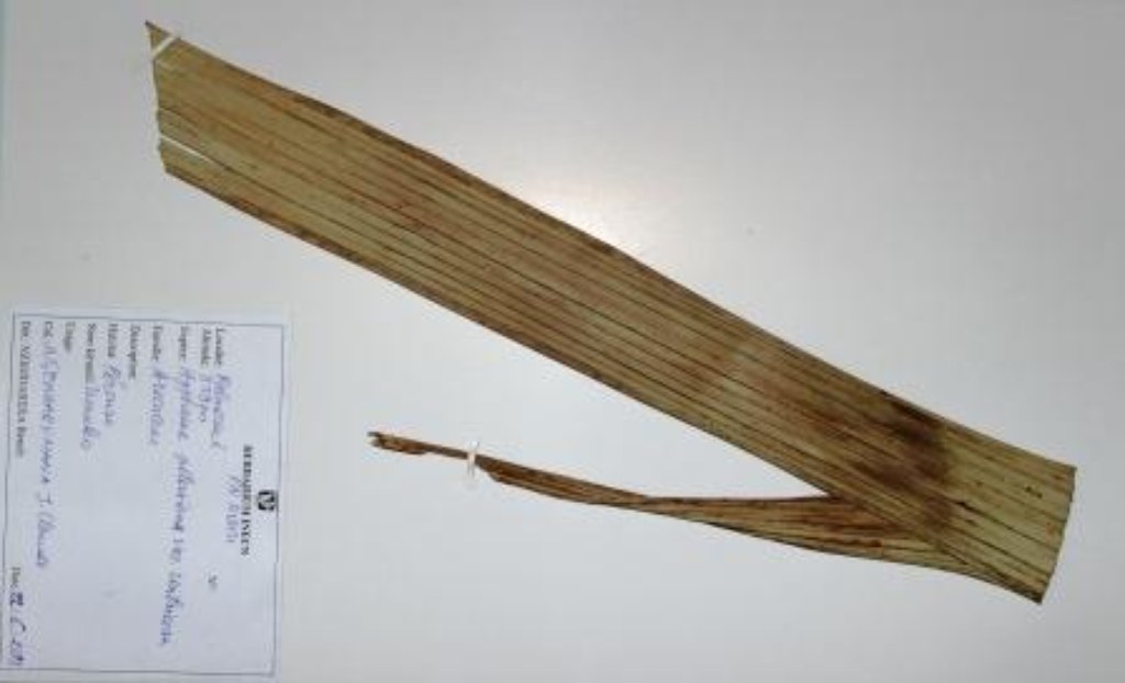 Hyphaene petersiana, Klotzsch ex Mart.