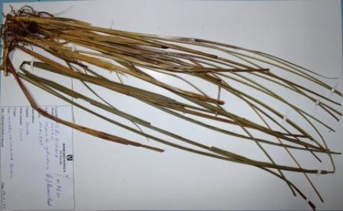 Imperata cylindrica, (L.) P.Beauv.