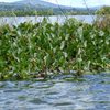 Eichhornia crassipes, (Mart.) Solms