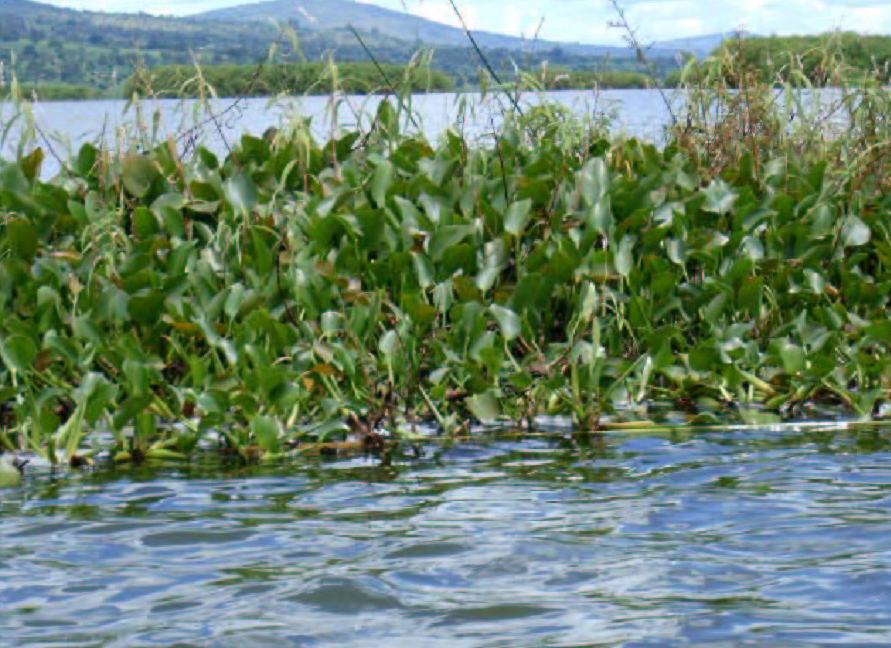 Eichhornia crassipes, (Mart.) Solms