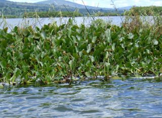Eichhornia crassipes, (Mart.) Solms
