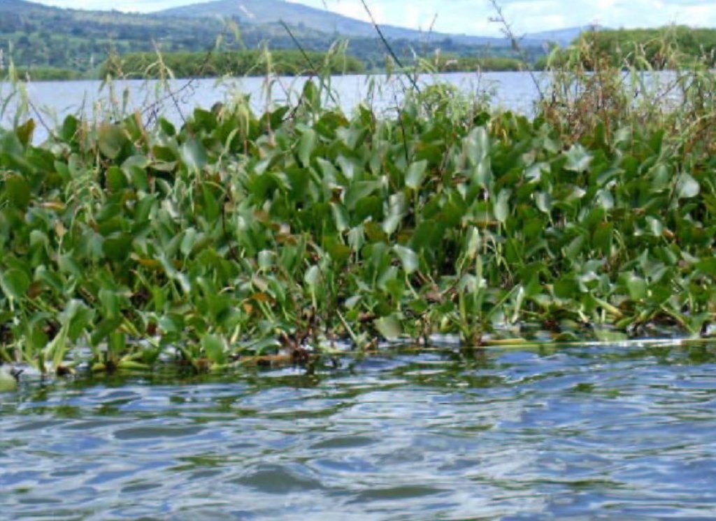 Eichhornia crassipes, (Mart.) Solms