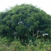 Kigelia africana, (Lam.) Benth.