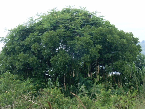 Kigelia africana, (Lam.) Benth.