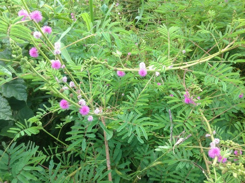 Mimosa diplotricha, C.Wright