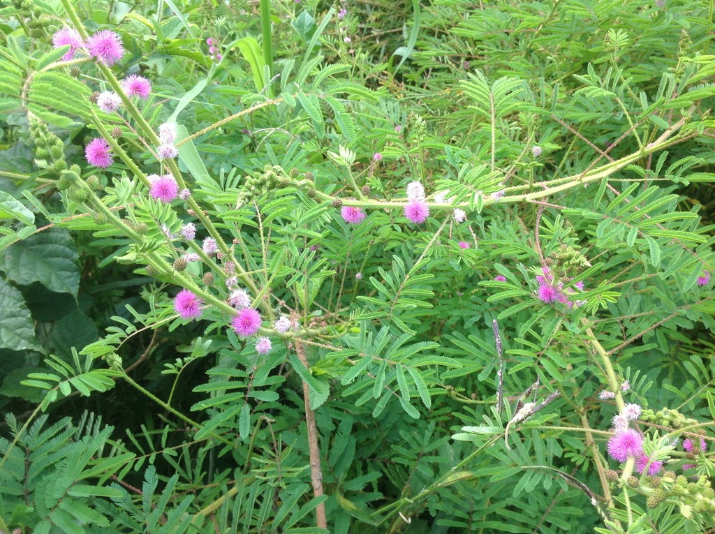 Mimosa diplotricha, C.Wright