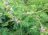 Mimosa diplotricha, C.Wright